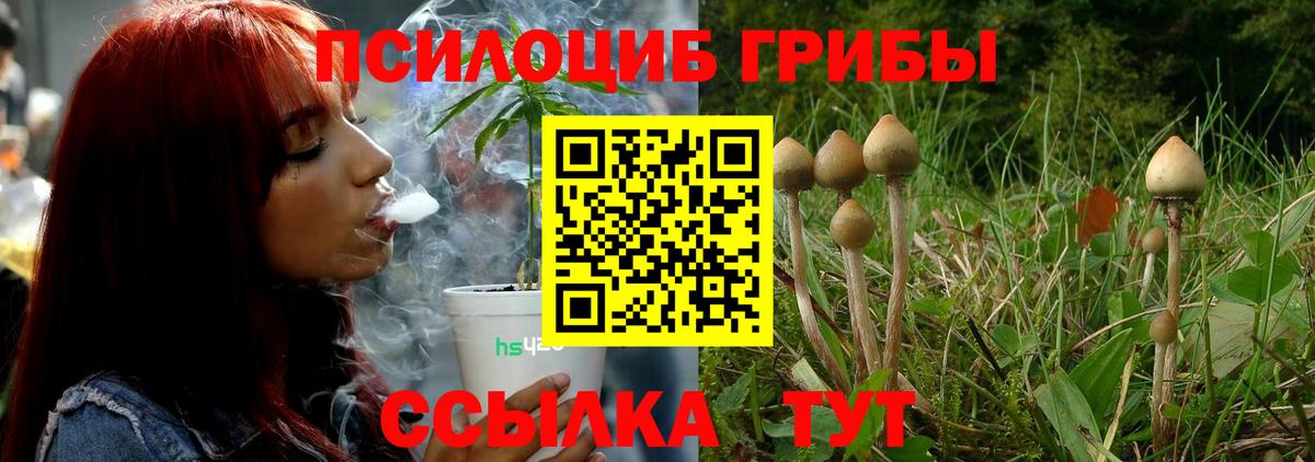 Медногорск  Галлюциногенные грибы Cubensis  Вход с VPN 