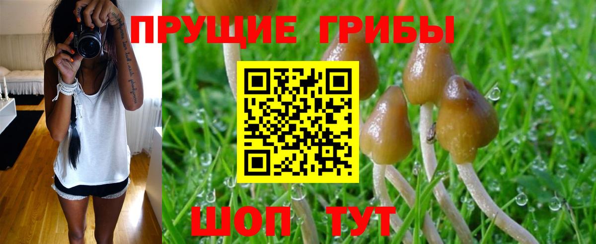 Галлюциногенные грибы Cubensis Медногорск